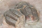 Cluster Of Five Unidentified Proetid Trilobites - Jorf, Morocco #362871-5